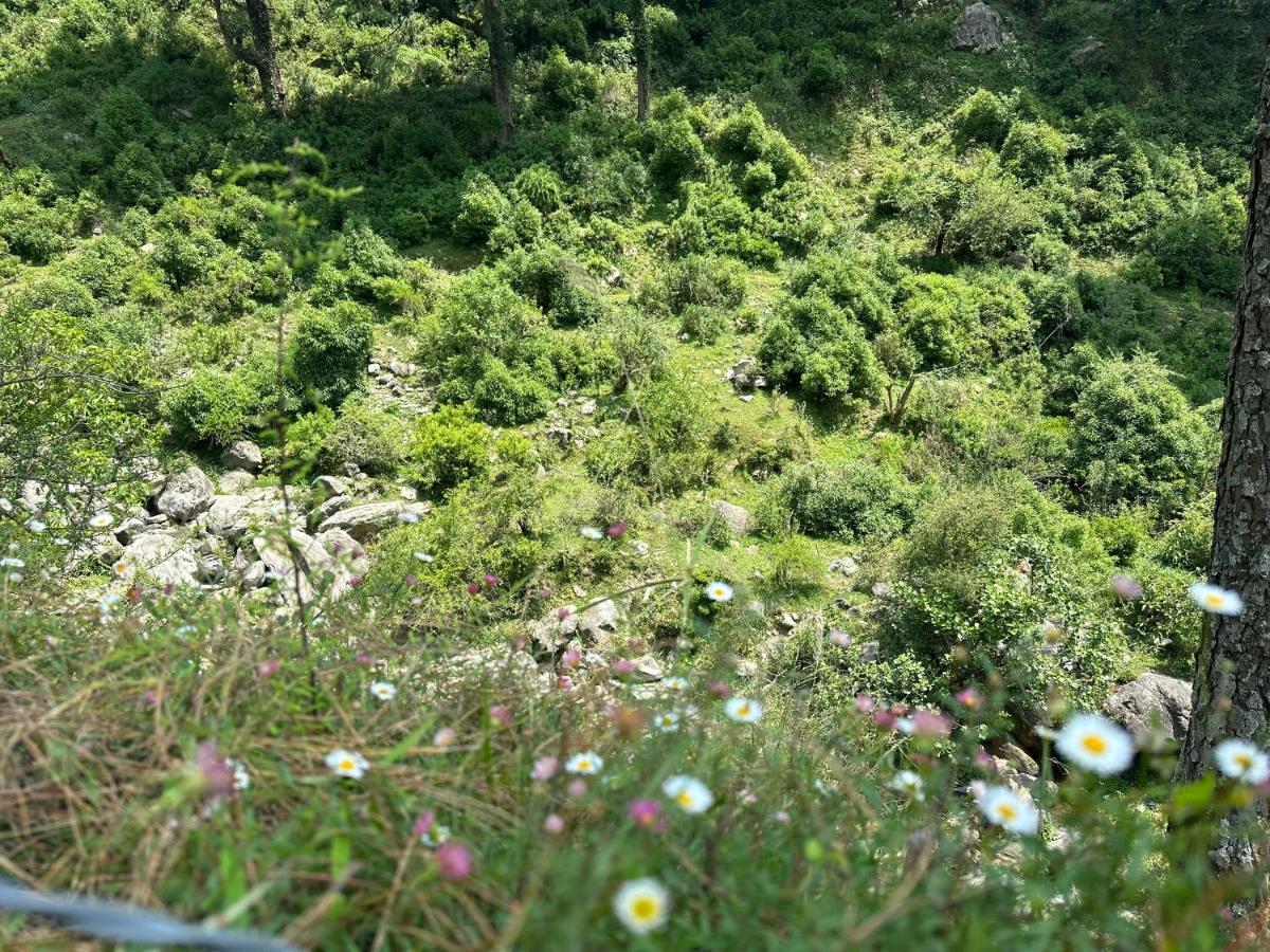 Deodar Village Homestay Devalsari Mussoorie Eksteriør bilde