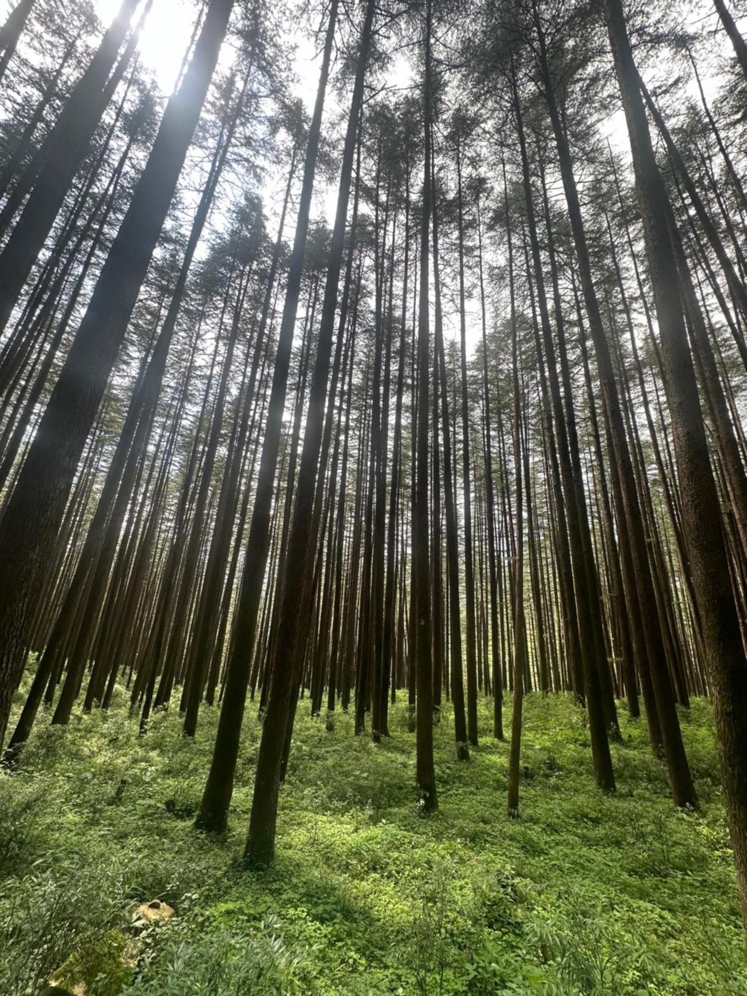 Deodar Village Homestay Devalsari Mussoorie Eksteriør bilde